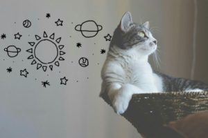 Заставки на телефон с изображением котов: нюансы выбора