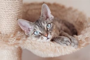 Девон-рекс: одна из самых молодых и необычных пород семейства кошачьих