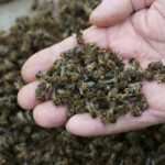 Массовая гибель пчёл