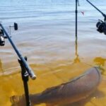 Прогноз клёва рыбы: идеальный вариант для тех, кто решил отправиться на рыбалку