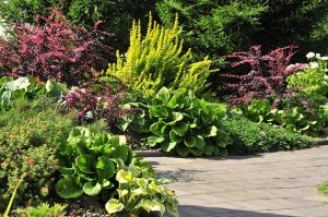 Бадан в декоративном саду