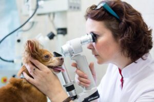 Ветеринарная офтальмология: новейшие достижения в клинике one:vet