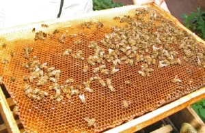 Пчелиный клещ Tropilaelapse: профилактика, диагностика, лечение