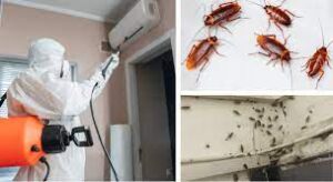Дезинсекция от тараканов: эффективные методы