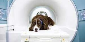 Использование МРТ и КТ для домашних животных