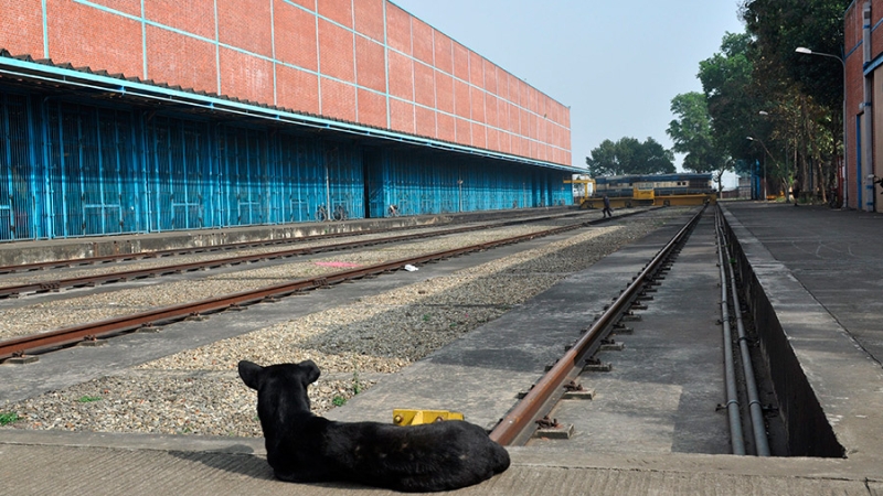 В РЖД объявили о введении запрета на высадку животных из пригородных электричек