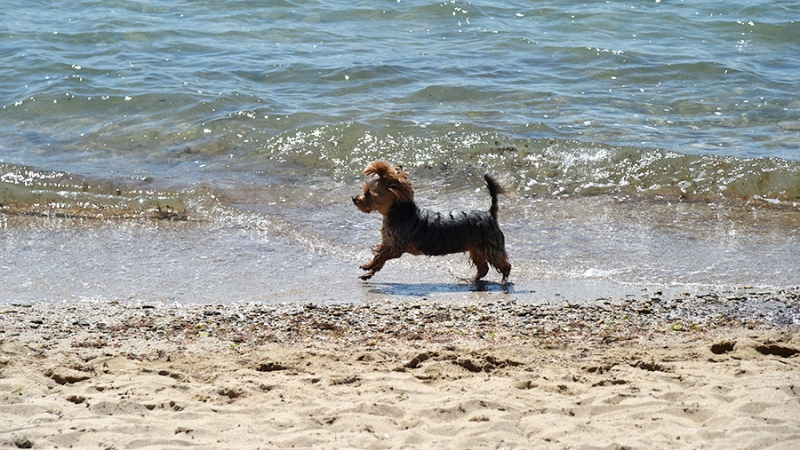 Кинолог рассказал, каких собак не стоит брать на пляж
