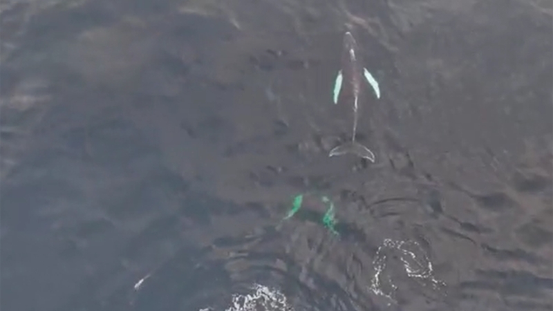 Операция по спасению краснокнижного кита около Териберки сорвалась из-за тумана