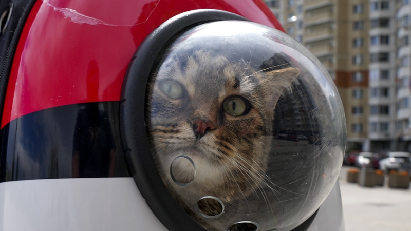 РЖД внесли ряд новшеств в систему перевозок животных