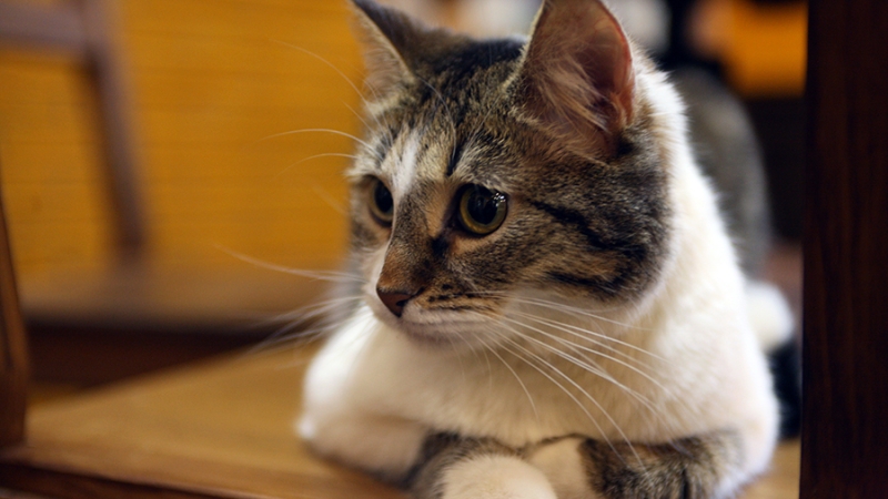 В ГД оценили инициативу ввести регистрацию домашних животных