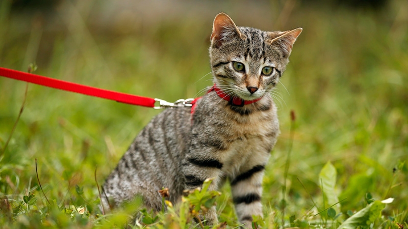 Ветеринар призвал приучать кошку гулять на поводке