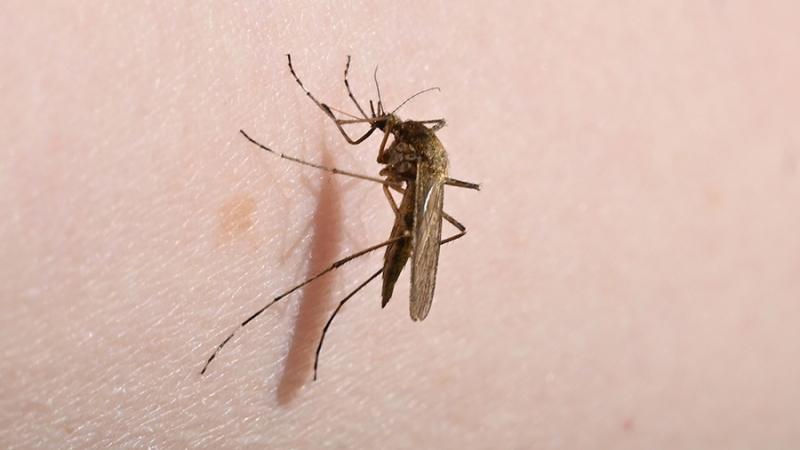 Врач рассказала, как российским туристам обезопасить себя от заражения лихорадкой денге