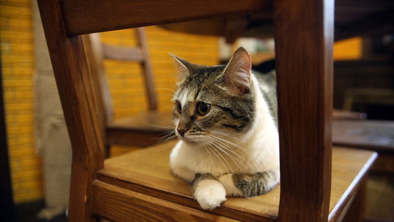 Зоопсихолог рассказала об определении психических заболеваний у питомцев