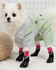 Одежда и обувь для собак: защита, комфорт и стиль