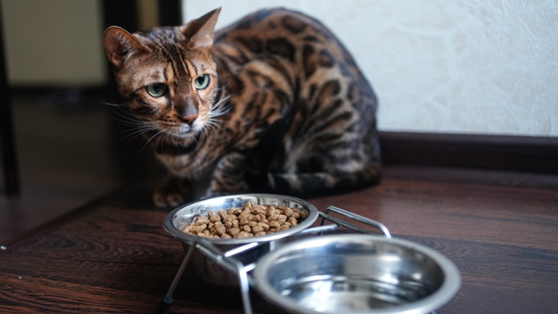 Глава Россельхознадзора объяснил снижение импорта кормов для животных