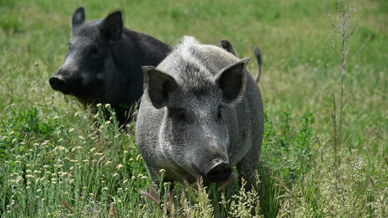 У кабанов в Московской области нашли опасный вирус