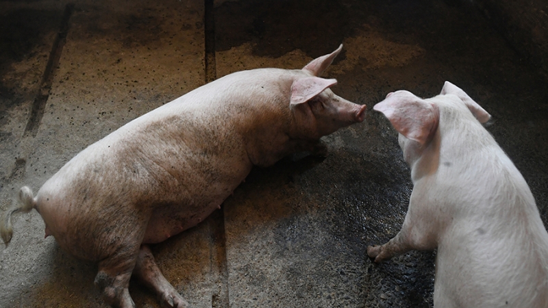 В селе Ур-Бедари в Кузбассе введен карантин после выявления вируса АЧС