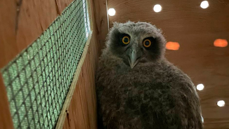 В Московском зоопарке рассказали о птенцах рыбного филина