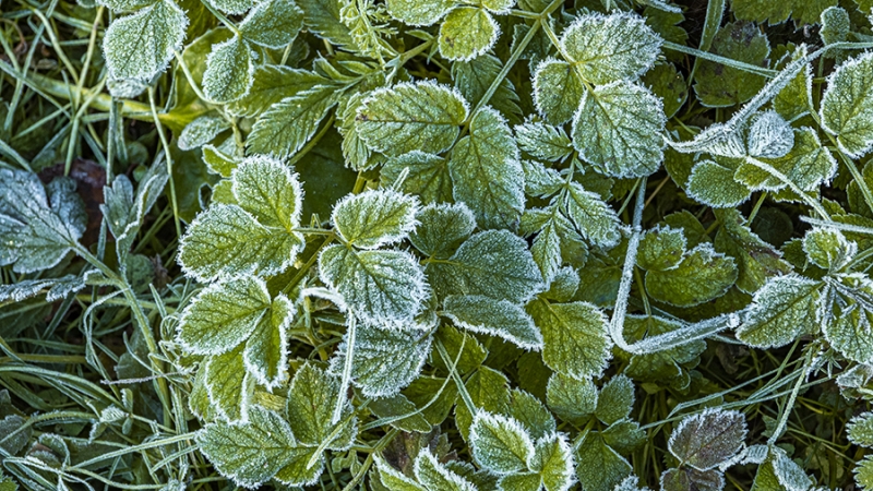 Вильфанд сообщил о заморозках в некоторых районах Магаданской области и Якутии