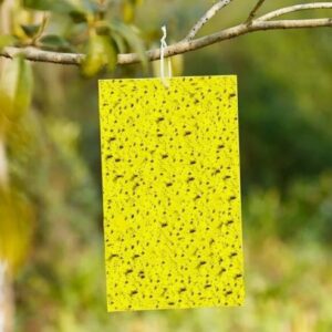 Эффективный и безопасный отлов вредителей: натуральные методы и ловушки