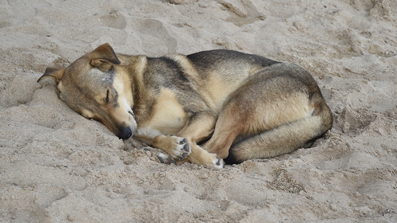 Россиян предостерегли от кормления бездомных животных