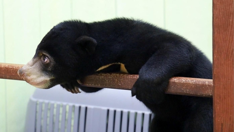 Детеныша малайского медведя привезли в Московский зоопарк