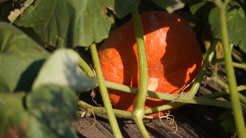 Эксперт рассказала, как уберечь урожай от грызунов и насекомых