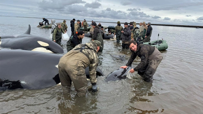 Застрявшим на Камчатке косаткам не удалось выбраться с мели с приливом