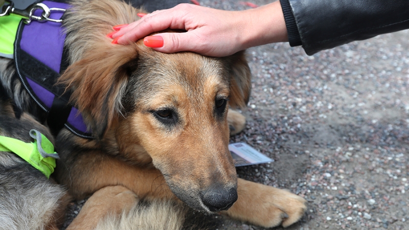 Кинолог рассказал об опасности гиперпривязанности собаки к хозяину