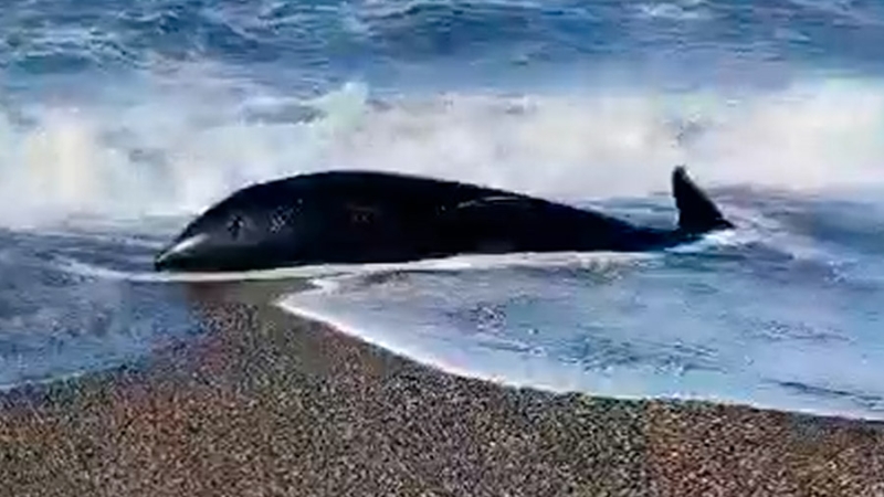 На Камчатке сотрудники МЧС начали операцию по спасению выброшенной на берег косатки