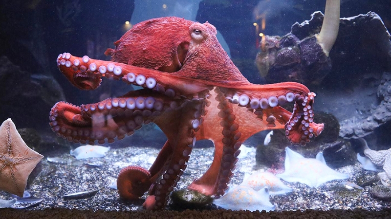 В Московском зоопарке появился гигантский осьминог