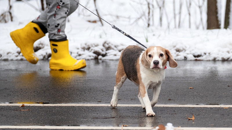 Кинолог дал советы по защите лап собак от реагентов зимой
