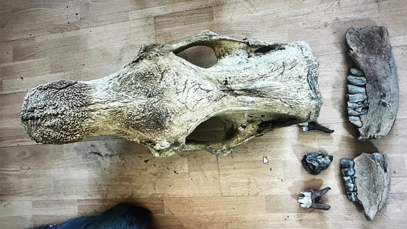 Петербуржец пытался по почте отправить останки вымершего животного за границу