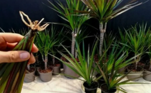 Как выбрать здоровую драцену: профессиональные советы по оценке состояния растения и его адаптации дома