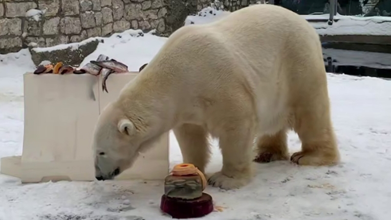Белый медведь Терпей из Московского зоопарка получил подарки в честь праздников