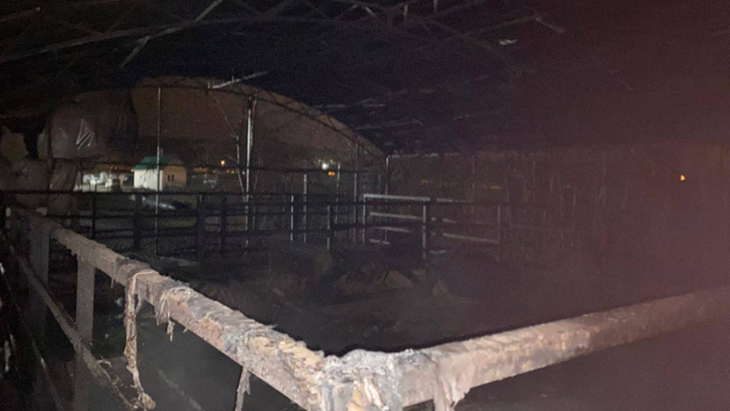 Прокуратура региона проведет проверку после гибели зебр при пожаре в Белгороде