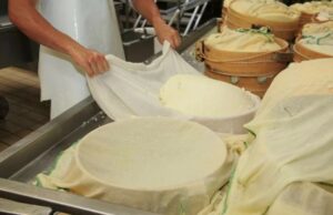 Сыр своими руками: погружение в мир сыроделия