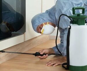 Контроль тараканов в Москве: эффективные стратегии