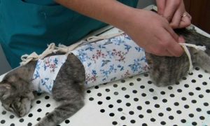 Кастрация кота: уход первые 48 часов